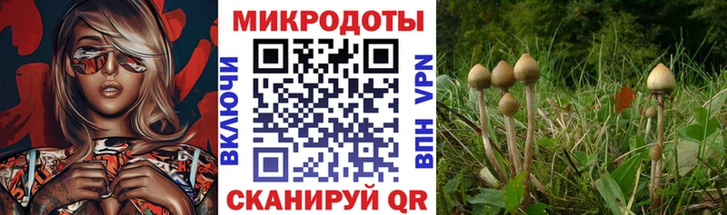 Псилоцибиновые грибы Psilocybine cubensis  даркнет сайт  Югорск 